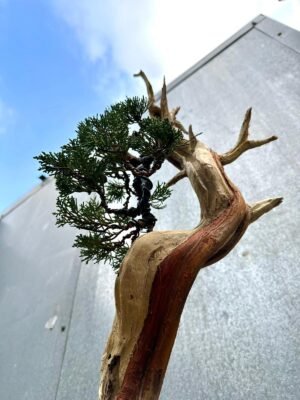 Juniper With Dead Wood