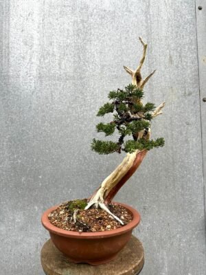 Juniper With Dead Wood